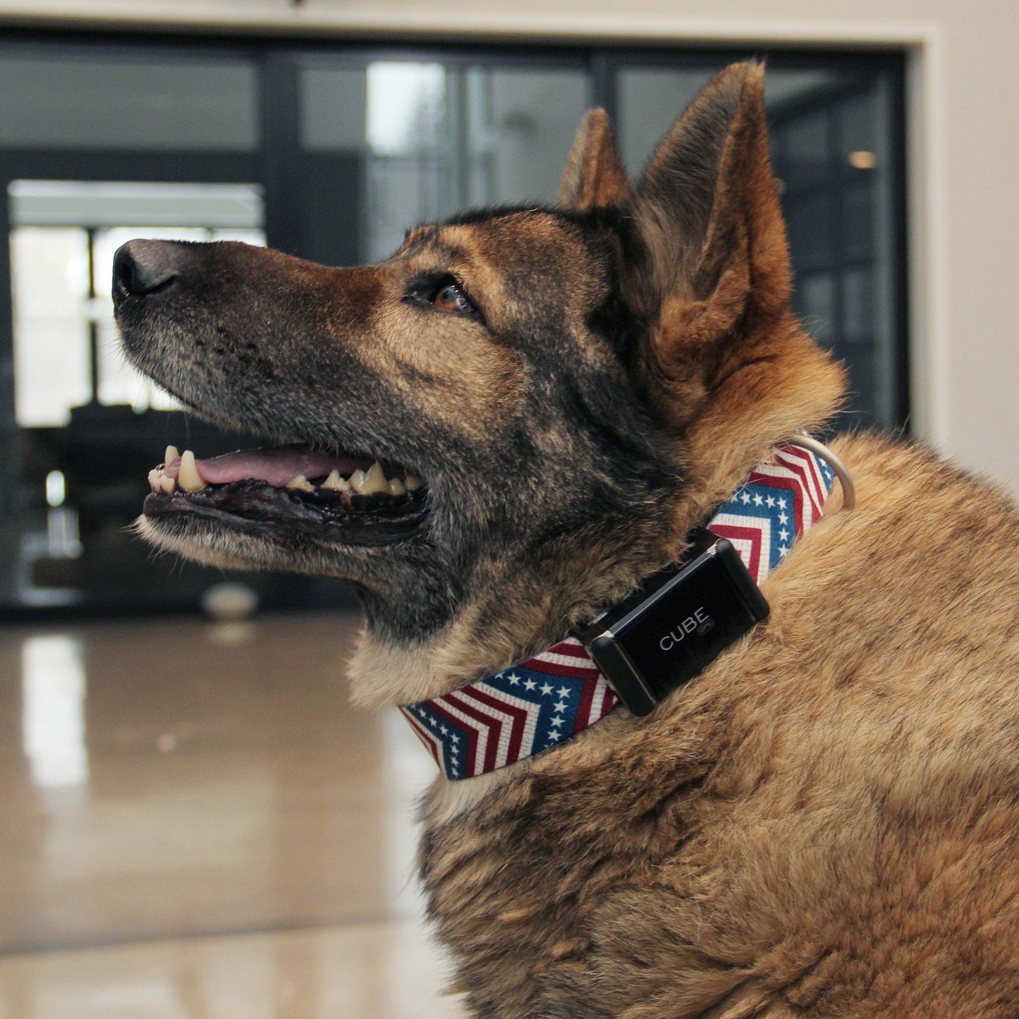 Cube GPS Pet Tracking Bundle